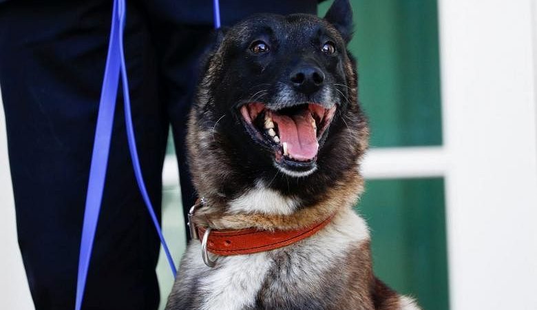 AS Hentikan Pengiriman Anjing Pengendus Bom ke Yordania, Mesir Saat Tujuh Orang Tewas