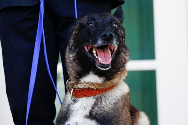 AS Hentikan Pengiriman Anjing Pengendus Bom ke Yordania, Mesir Saat Tujuh Orang Tewas