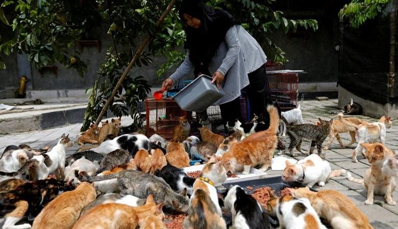 Ibu Rumah Tangga Indonesia Atasi Tunawisma untuk 250 Kucing Liar