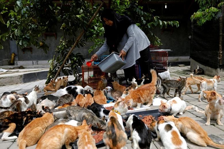 Ibu Rumah Tangga Indonesia Atasi Tunawisma untuk 250 Kucing Liar