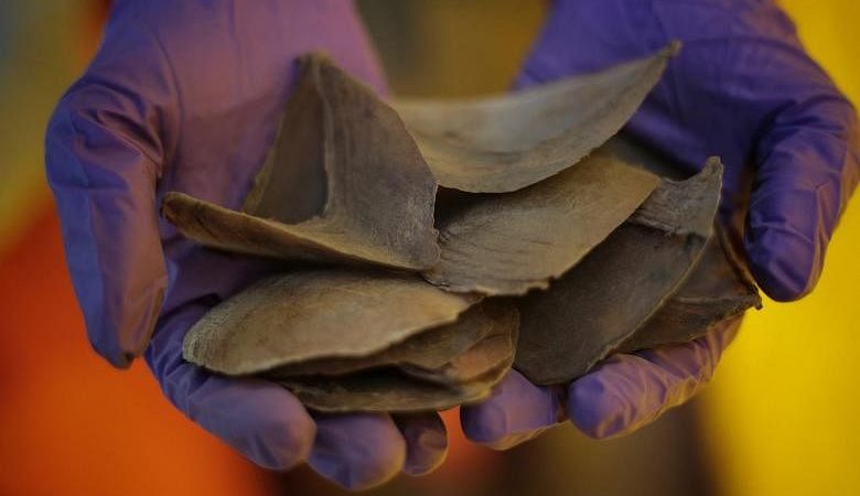 Vietnam menyita dua ton sisik gading dan trenggiling yang dikirim dari Nigeria