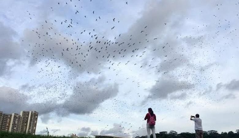 Kawanan besar bangau openbill Asia terus menggairahkan para pengamat burung di Singapura