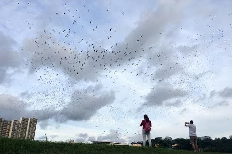 Kawanan besar bangau openbill Asia terus menggairahkan para pengamat burung di Singapura
