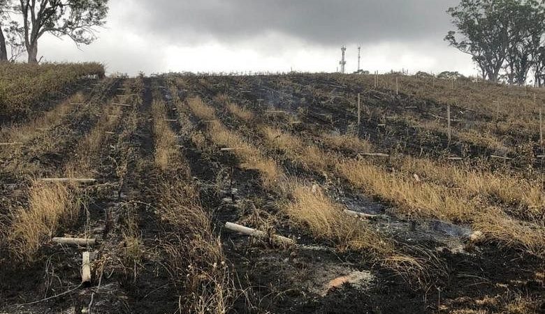 Kebakaran semak Australia melanda kawasan anggur selatan