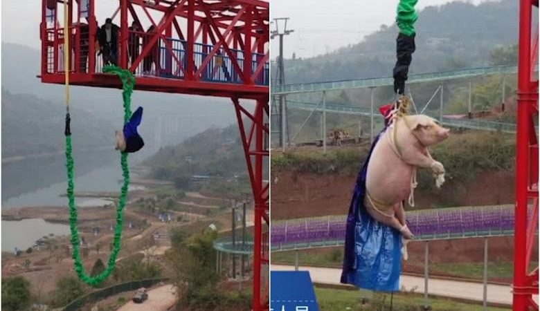 Babi didorong dari menara bungee jump menyebabkan kemarahan di China