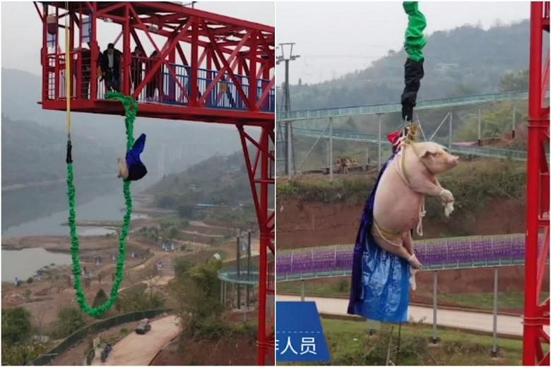 Babi didorong dari menara bungee jump menyebabkan kemarahan di China